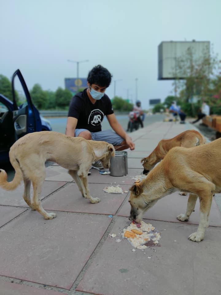 FEEDING STRAYS